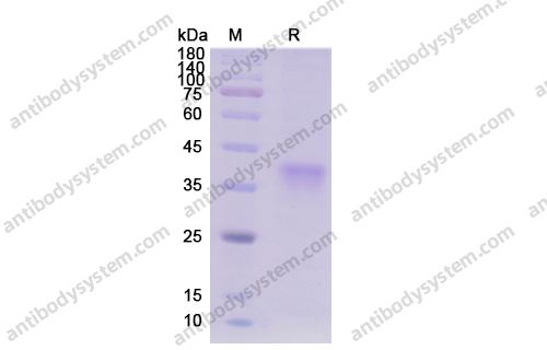 Recombinant Human CD85k/LILRB4/ILT3 Protein, C-His