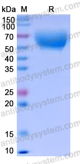 Recombinant Human CD85j/LILRB1 Protein, C-His