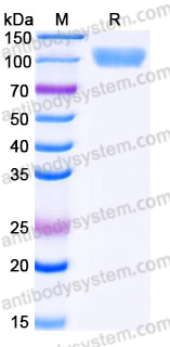 Recombinant Human CD85j/LILRB1/ILT2 Protein, C-Fc