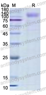Recombinant Human IL31RA Protein, C-His