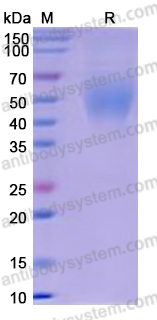 Recombinant Human CD200R1/OX2R Protein, C-His