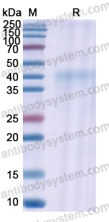 Recombinant Human CD366/HAVCR2/TIM-3 Protein, C-His