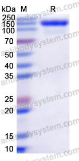 Recombinant Human MUC16/CA125 Protein, C-His