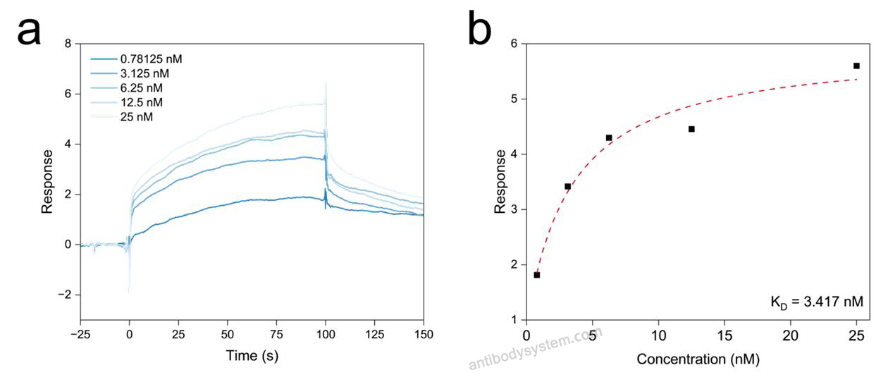 Surface Plasmon Resonance for Recombinant Human MUC16/CA125 Protein, C-His ?>