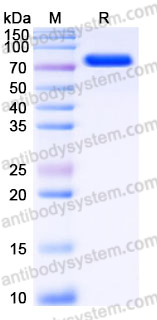 Recombinant Human CD112/Nectin-2/PVRL2 Protein, C-mFc (IgG2a)