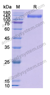 Recombinant Human CD100/SEMA4D Protein, C-His