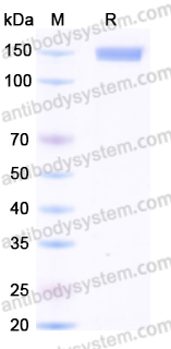 Recombinant Human CD100/SEMA4D Protein, C-Fc