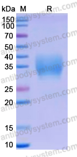 Recombinant Human CD352/SLAMF6 Protein, C-His