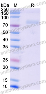 Recombinant Human SIGLEC10/SLG2 Protein, C-His