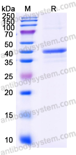 Recombinant Human NECTIN4/PVRL4 Protein, C-Fc