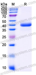 Recombinant Human NECTIN4/PVRL4 Protein, C-Fc