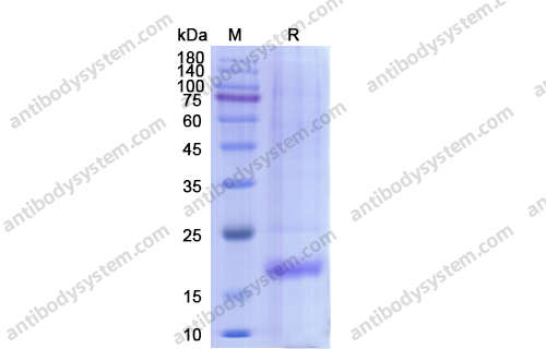 Recombinant Human IL17F Protein, C-His