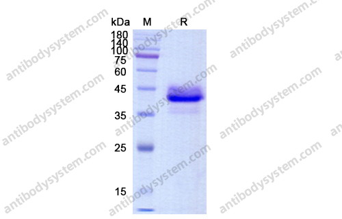 Recombinant Human CD268/TNFRSF13C Protein, C-Fc