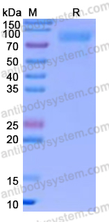 Recombinant Human CD114/CSF3R Protein, C-His