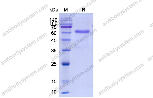 Recombinant Human CD158d/KIR2DL4 Protein, C-Fc