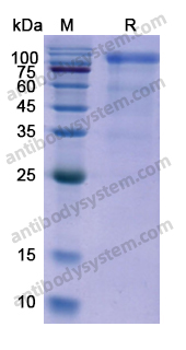 Recombinant Human LGR4 Protein, C-Fc