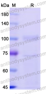 Recombinant Human CD290/TLR10 Protein, C-Fc