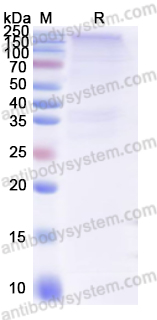 Recombinant Human CD169/SIGLEC1 Protein, C-Fc