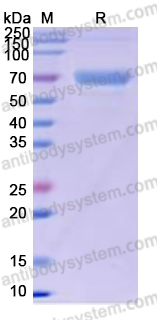 Recombinant Human CD299/CLEC4M Protein, N-Fc