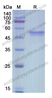 Recombinant Human GP6 Protein, C-Fc
