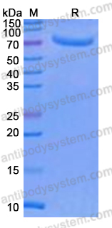 Recombinant Human CD209 Protein, N-Fc