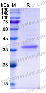 Recombinant Human CD266/TNFRSF12A Protein, C-Fc