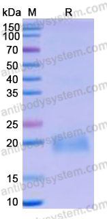 Recombinant Human CD354/TREM1 Protein, C-His