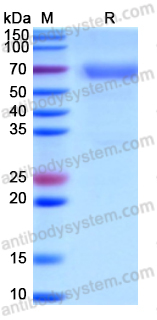 Recombinant Human CD320 Protein, C-Fc