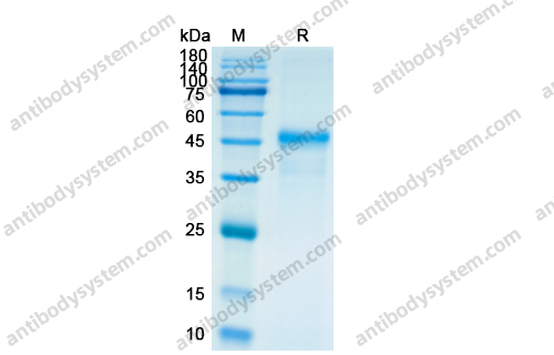 Recombinant Human IL23A Protein, C-Fc