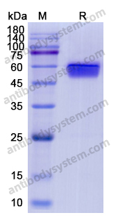 Recombinant Human IL1RAP Protein, C-His