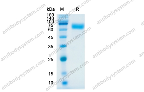 Recombinant Human CD319/SLAMF7 Protein, C-Fc