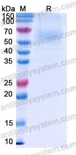 Recombinant Human CD113/NECTIN3 Protein, C-His