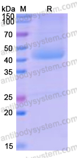 Recombinant Human CD172g/SIRPG Protein, C-His