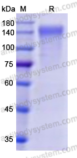 Recombinant Human CD315/PTGFRN Protein, C-Fc