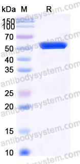Recombinant Human CD57/B3GAT1 Protein, N-His