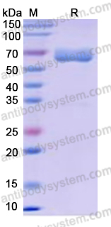 Recombinant Human CD207 Protein, N-Fc