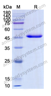 Recombinant Human CD257/BAFF/TNFSF13B Protein, N-Fc