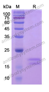 Recombinant Human CD257/BAFF/TNFSF13B Protein, C-His