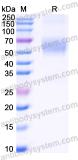 Recombinant Human CD329/SIGLEC9 Protein, C-His