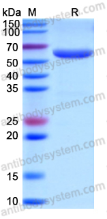 Recombinant Human CD321/F11R Protein, C-Fc