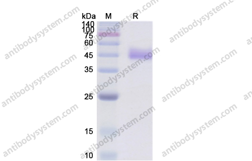 Recombinant Human CD278/ICOS Protein, C-Fc