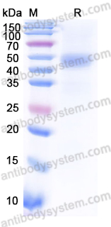 Recombinant Human LY96 Protein, C-Fc