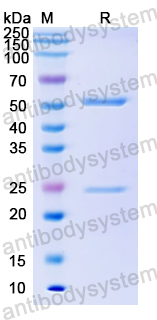 Recombinant Human IgA1 Protein