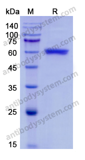 Recombinant Human IGHE Protein, C-Fc