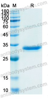 Recombinant Human IgG1 Fc Fragment