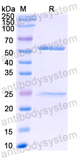 Recombinant Human IgG Protein