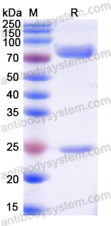 Recombinant Human IgM Protein