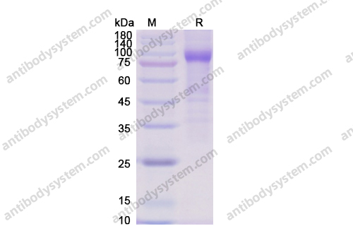 Recombinant Human IL35 Protein, C-Fc