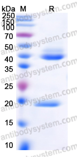 Recombinant Human IL23 Protein, C-His & C-Flag