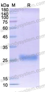 Recombinant Human CD367/CLEC4A Protein, C-His